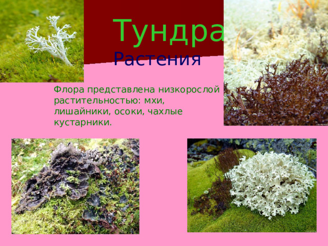 Тундра Растения Флора представлена низкорослой растительностью: мхи, лишайники, осоки, чахлые кустарники. 