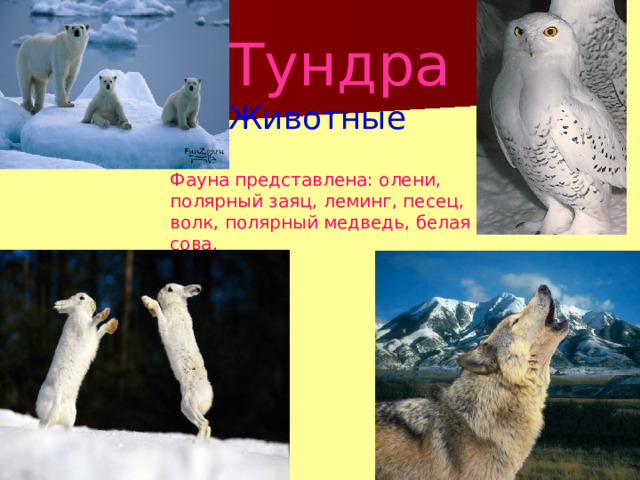 Тундра Животные Фауна представлена: олени, полярный заяц, леминг, песец, волк, полярный медведь, белая сова. 