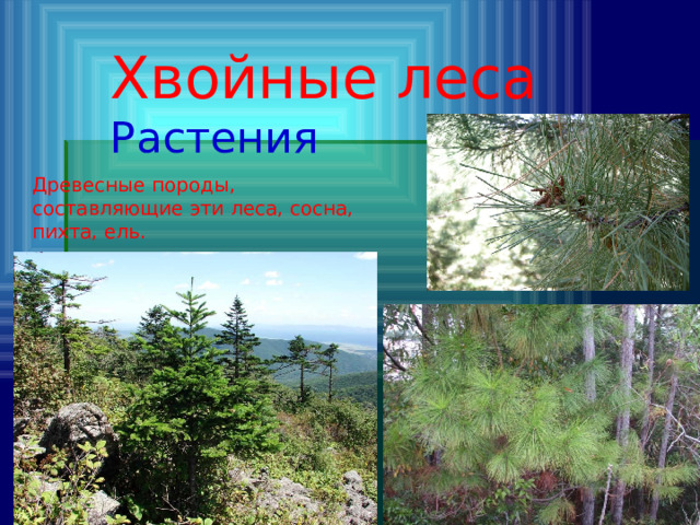 Хвойные леса Растения Древесные породы, составляющие эти леса, сосна, пихта, ель. 