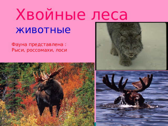 Хвойные леса животные Фауна представлена : Рыси, россомахи, лоси 