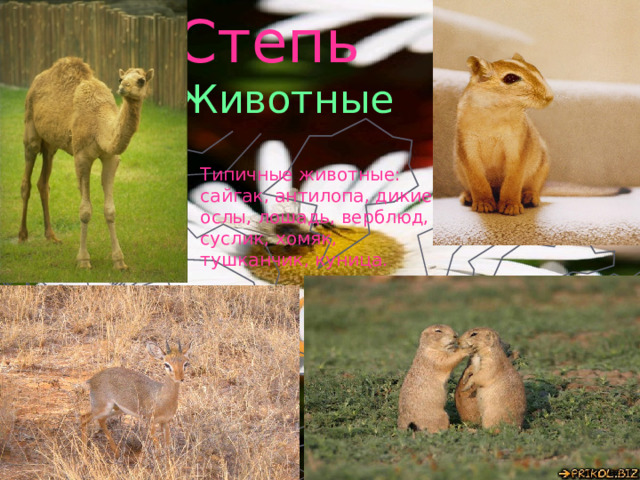 Степь Животные Типичные животные: сайгак, антилопа, дикие ослы, лошадь, верблюд, суслик, хомяк, тушканчик, куница. 