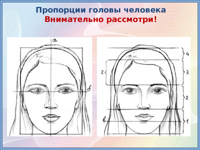 Пропорции головы человека Внимательно рассмотри! 