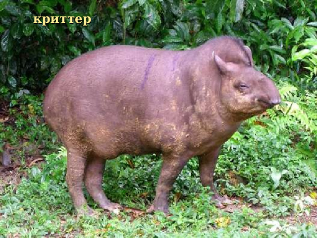 криттер 