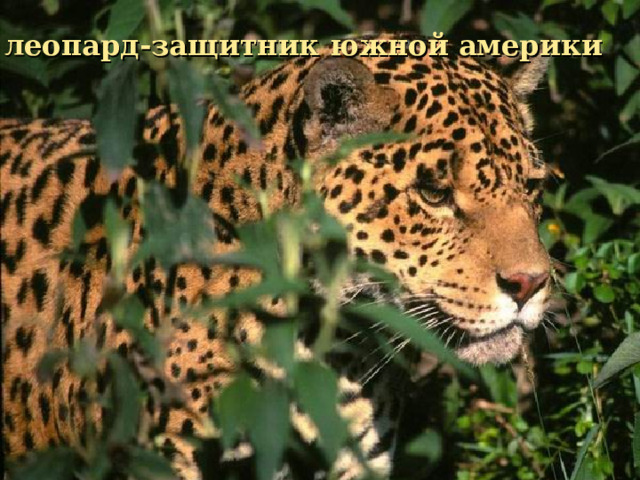 леопард-защитник южной америки леопард-защитник южной америки 