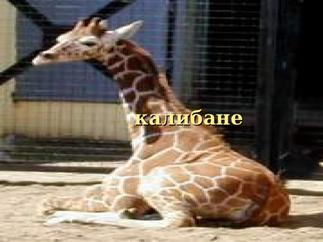  калибане 