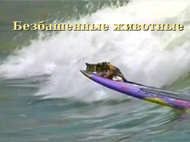 Безбашенные животные 