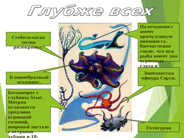 Палочкохвост имеет причудливую внешность. Впечатление такое, что вся рыба имеет два огромных глаза и длинный хвост. Стебельчатая лилия ризокринус. Змеехвостка офиура Сарси. Блинообразный осьминог. Большерот с глубины 5тыс. Метров отличается уродливо огромной головой, широкой пастью с острыми зубами и 18-тиметровым хвостом. Голотурия 