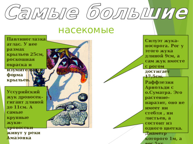 насекомые Павлиноглазка атлас. У нее размах крыльев 25см, роскошная окраска и изумительная форма крыльев. Силуэт жука-носорога. Рог у этого жука длиной 9см, а сам жук вместе с рогом достигает 17,5см. Раффлезия Арнольди с о.Суматра. Это растение-паразит, оно не имеет ни стебля , ни листьев, а состоит из одного цветка. Диаметр которого 1м, а вес 5кг. Уссурийский жук дровосек-гигант длиной до 11см. А самые крупные жуки-дровосеки живут у реки Амазонка 
