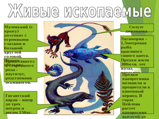 Силуэт диплодока Маленький (с крысу) долгопят с огромными глазами и большой круглой головой. Предок обезьян. Латимерия – 1,5метровая рыба красивого синего цвета. Предки жили 380млн. лет назад, первыми вышли из воды. Представитель старейшего рода – наутилус, родственник осьминогов. Предки папоротника возникли и процветали в каменный период. В горах Цейлона растет папоротник высотой до 12м. Гигантский варан – ящер до трех метров и весом 150кг. 