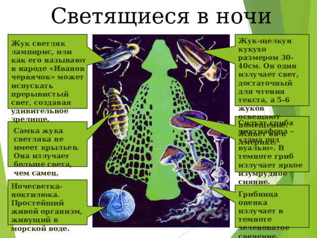 Светящиеся в ночи Жук-щелкун кукухо размером 30-40см. Он один излучает свет, достаточный для чтения текста, а 5-6 жуков освещают помещение. Живет он в Америке. Жук светляк лампирис, или как его называют в народе «Иванов червячок» может испускать прерывистый свет, создавая удивительное зрелище. Силуэт гриба диктиафора – «дама под вуалью». В темноте гриб излучает яркое изумрудное сияние. Самка жука светляка не имеет крыльев. Она излучает больше света, чем самец. Ночесветка-ноктилюка. Простейший живой организм, живущий в морской воде. Грибница опенка излучает в темноте зеленоватое свечение. 