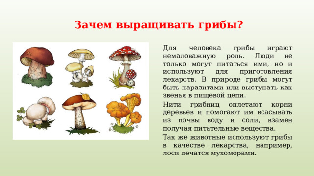 Зачем выращивать грибы? Для человека грибы играют немаловажную роль. Люди не только могут питаться ими, но и используют для приготовления лекарств. В природе грибы могут быть паразитами или выступать как звенья в пищевой цепи. Нити грибниц оплетают корни деревьев и помогают им всасывать из почвы воду и соли, взамен получая питательные вещества. Так же животные используют грибы в качестве лекарства, например, лоси лечатся мухоморами. 