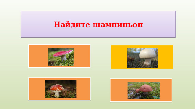 Найдите шампиньон   