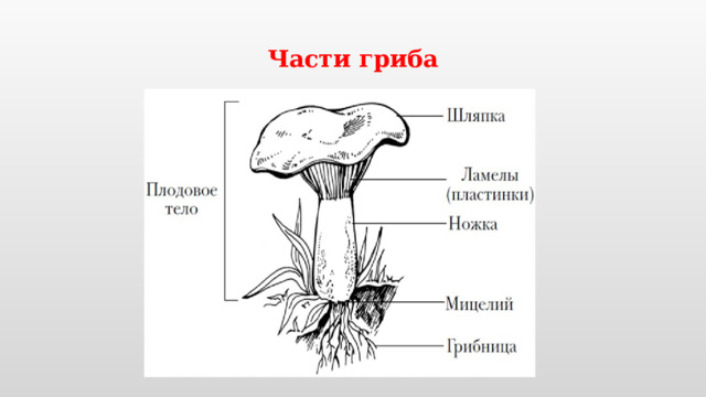 Части гриба 