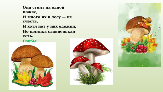    Они стоят на одной ножке, И много их в лесу — не счесть, И хотя нет у них одежки, Но шляпка славненькая есть. Грибы 