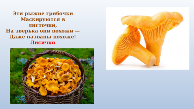 Эти рыжие грибочки  Маскируются в листочки,  На зверька они похожи —  Даже названы похоже!  Лисички 