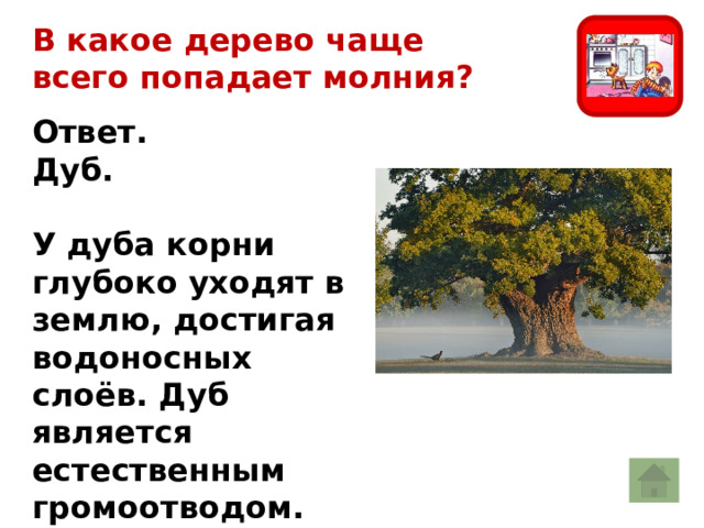 В какое дерево чаще всего попадает молния? Ответ. Дуб.  У дуба корни глубоко уходят в землю, достигая водоносных слоёв. Дуб является естественным громоотводом. 