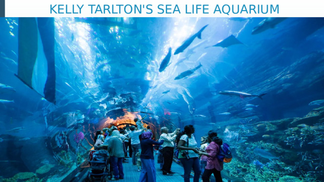 KELLY TARLTON'S SEA LIFE AQUARIUM 