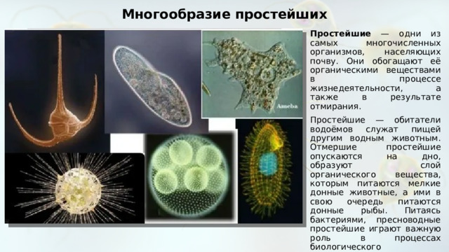 Многообразие простейших Простейшие — одни из самых многочисленных организмов, населяющих почву. Они обогащают её органическими веществами в процессе жизнедеятельности, а также в результате отмирания. Простейшие — обитатели водоёмов служат пищей другим водным животным. Отмершие простейшие опускаются на дно, образуют слой органического вещества, которым питаются мелкие донные животные, а ими в свою очередь питаются донные рыбы. Питаясь бактериями, пресноводные простейшие играют важную роль в процессах биологического самоочищения водоёмов. Морские простейшие, фораминиферы и радиолярии, имеют огромное значение в образовании осадочных горных пород — известняков и радиоляритов. 