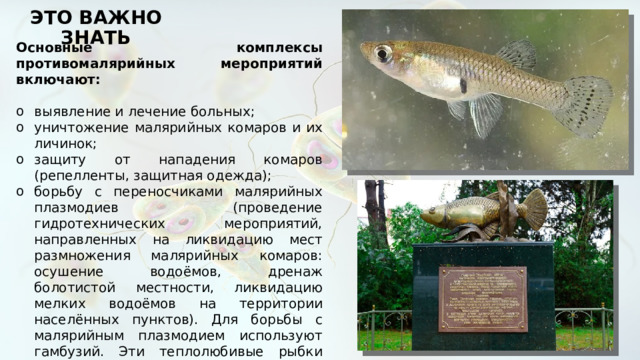 ЭТО ВАЖНО ЗНАТЬ Основные комплексы противомалярийных мероприятий включают: выявление и лечение больных; уничтожение малярийных комаров и их личинок; защиту от нападения комаров (репелленты, защитная одежда); борьбу с переносчиками малярийных плазмодиев (проведение гидротехнических мероприятий, направленных на ликвидацию мест размножения малярийных комаров: осушение водоёмов, дренаж болотистой местности, ликвидацию мелких водоёмов на территории населённых пунктов). Для борьбы с малярийным плазмодием используют гамбузий. Эти теплолюбивые рыбки охотно поедают личинок комаров. Водоёмы, являющиеся местами развития личинок малярийного плазмодия, заселяют гамбузиями, которые быстро уничтожают всех личинок. 