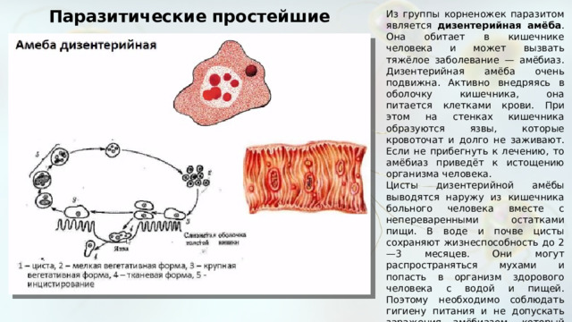 Паразитические простейшие Из группы корненожек паразитом является дизентерийная амёба . Она обитает в кишечнике человека и может вызвать тяжёлое заболевание — амёбиаз. Дизентерийная амёба очень подвижна. Активно внедряясь в оболочку кишечника, она питается клетками крови. При этом на стенках кишечника образуются язвы, которые кровоточат и долго не заживают. Если не прибегнуть к лечению, то амёбиаз приведёт к истощению организма человека. Цисты дизентерийной амёбы выводятся наружу из кишечника больного человека вместе с непереваренными остатками пищи. В воде и почве цисты сохраняют жизнеспособность до 2—3 месяцев. Они могут распространяться мухами и попасть в организм здорового человека с водой и пищей. Поэтому необходимо соблюдать гигиену питания и не допускать заражения амёбиазом, который называют «болезнью грязных рук». В организме животных, человека и растений паразитируют многие жгутиконосцы. Среди них трипаносомы, лейшмании, лямблии. 