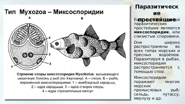 Паразитические простейшие Ещё одной группой паразитических простейших являются миксоспоридии , или слизистые споровики. Они широко распространены во всех типах морских и пресных водоёмов. Паразитируя в рыбах, миксоспоридии распространяются с помощью спор. Миксоспоридии поражают многих морских промысловых рыб: сельдь, путассу, мерлузу и др. 