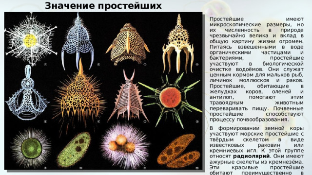 Значение простейших Простейшие имеют микроскопические размеры, но их численность в природе чрезвычайно велика и вклад в общую картину жизни огромен. Питаясь взвешенными в воде органическими частицами и бактериями, простейшие участвуют в биологической очистке водоёмов. Они служат ценным кормом для мальков рыб, личинок моллюсков и раков. Простейшие, обитающие в желудках коров, оленей и антилоп, помогают этим травоядным животным переваривать пищу. Почвенные простейшие способствуют процессу почвообразования. В формировании земной коры участвуют морские простейшие с твёрдым скелетом в виде известковых раковин или кремниевых игл. К этой группе относят радиолярий . Они имеют ажурные скелеты из кремнезёма. Эти красивые простейшие обитают преимущественно в тёплых тропических морях. После отмирания радиолярий остатки их твёрдых скелетов опускаются на морское дно и образуют осадочные породы — кремнистые глины, сланцы, трепел. 