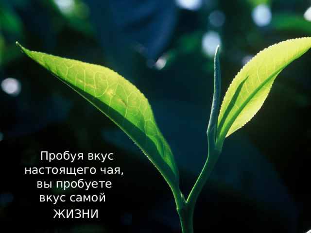  Пробуя вкус настоящего чая, вы пробуете вкус самой  ЖИЗНИ 