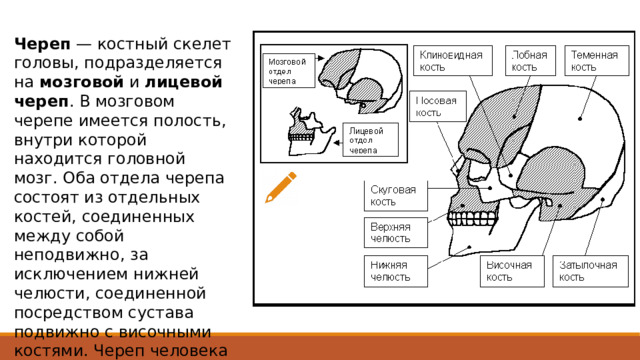 Череп — костный скелет головы, подразделяется на мозговой и лицевой  череп . В мозговом черепе имеется полость, внутри которой находится головной мозг. Оба отдела черепа состоят из отдельных костей, соединенных между собой неподвижно, за исключением нижней челюсти, соединенной посредством сустава подвижно с височными костями. Череп человека сформирован 23 костями. 