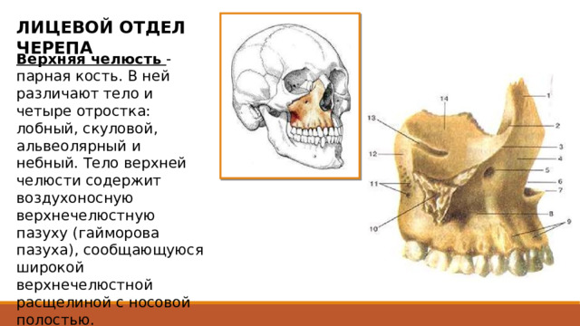 ЛИЦЕВОЙ ОТДЕЛ ЧЕРЕПА Верхняя челюсть - парная кость. В ней различают тело и четыре отростка: лобный, скуловой, альвеолярный и небный. Тело верхней челюсти содержит воздухоносную верхнечелюстную пазуху (гайморова пазуха), сообщающуюся широкой верхнечелюстной расщелиной с носовой полостью. 