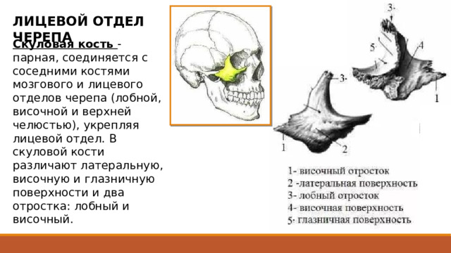 ЛИЦЕВОЙ ОТДЕЛ ЧЕРЕПА Скуловая кость - парная, соединяется с соседними костями мозгового и лицевого отделов черепа (лобной, височной и верхней челюстью), укрепляя лицевой отдел. В скуловой кости различают латеральную, височную и глазничную поверхности и два отростка: лобный и височный. Латеральная поверхность неправильной четырехугольной формы, обращена латерально и вперед, немного выпуклая. Височная поверхность гладкая, составляет переднюю стенку подвисочной ямки. Глазничная поверхность образует латеральную стенку глазницы и латеральную часть подглазничного края. Лобный отросток отходит от скуловой кости вверх, где соединяется со скуловым отростком лобной кости и с большим крылом клиновидной кости (в глубине глазницы). Височный отросток направляется назад. Вместе со скуловым отростком височной кости он образует скуловую дугу, ограничивающую с латеральной стороны височную ямку. С верхней челюстью скуловая кость соединяется при помощи обширной зазубренной площадки.  