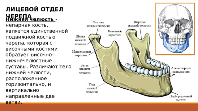 ЛИЦЕВОЙ ОТДЕЛ ЧЕРЕПА Нижняя челюсть - непарная кость, является единственной подвижной костью черепа, которая с височными костями образует височно-нижнечелюстные суставы. Различают тело нижней челюсти, расположенное горизонтально, и вертикально направленные две ветви. Тело нижней челюсти подковообразно изогнуто и имеет наружную и внутреннюю поверхности. В передней части тела нижней челюсти по средней линии находится подбородочный выступ, который снизу постепенно расширяется и заканчивается парным подбородочным бугорком. Позади подбородочного отверстия начинается косая линия, направляющаяся назад и вверх и заканчивающаяся у основания венечного отростка. На середине внутренней поверхности тела нижней челюсти выступает подбородочная ость.  