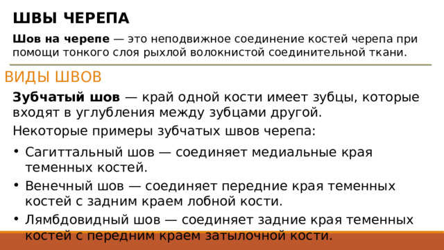 ШВЫ ЧЕРЕПА Шов на черепе  — это неподвижное соединение костей черепа при помощи тонкого слоя рыхлой волокнистой соединительной ткани.  ВИДЫ ШВОВ Зубчатый шов  — край одной кости имеет зубцы, которые входят в углубления между зубцами другой. Некоторые примеры зубчатых швов черепа: Сагиттальный шов — соединяет медиальные края теменных костей. Венечный шов — соединяет передние края теменных костей с задним краем лобной кости. Лямбдовидный шов — соединяет задние края теменных костей с передним краем затылочной кости. 