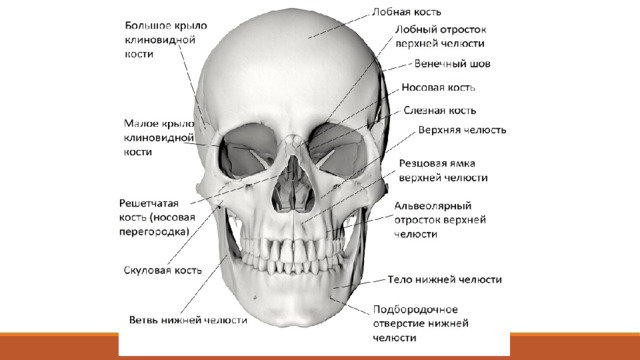 Череп представляет собой комплекс костей, прочно соединенных швами, служащих опорой и защитой различным по происхождению и функциям органам. В полостях черепа расположены головной мозг, органы зрения, слуха, обоняния, вкуса и начальные отделы пищеварительной и дыхательной систем. Череп подразделяют на два отдела.  