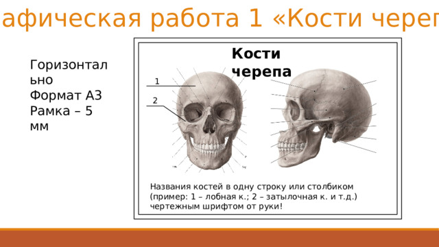 Графическая работа 1 «Кости черепа» Кости черепа Горизонтально Формат А3 Рамка – 5 мм 1 2 Названия костей в одну строку или столбиком (пример: 1 – лобная к.; 2 – затылочная к. и т.д.) чертежным шрифтом от руки! 