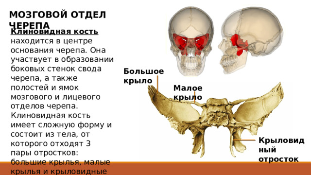 МОЗГОВОЙ ОТДЕЛ ЧЕРЕПА Клиновидная кость находится в центре основания черепа. Она участвует в образовании боковых стенок свода черепа, а также полостей и ямок мозгового и лицевого отделов черепа. Клиновидная кость имеет сложную форму и состоит из тела, от которого отходят 3 пары отростков: большие крылья, малые крылья и крыловидные отростки. Большое крыло Малое крыло Тело клиновидной кости имеет форму неправильного куба. Внутри него находится полость  клиновидная пазуха. На верхней (мозговой) поверхности заметно углубление  турецкое седло. В центре его имеется гипофизарная ямка, в которой помещается гипофиз. Крыловидный отросток  