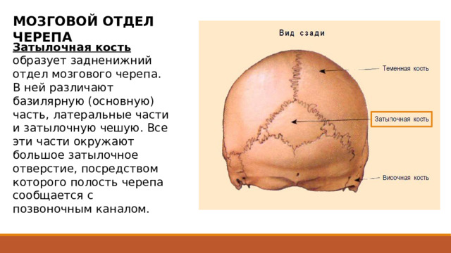МОЗГОВОЙ ОТДЕЛ ЧЕРЕПА Затылочная кость образует задненижний отдел мозгового черепа. В ней различают базилярную (основную) часть, латеральные части и затылочную чешую. Все эти части окружают большое затылочное отверстие, посредством которого полость черепа сообщается с позвоночным каналом. Базилярная часть расположена впереди большого затылочного отверстия. К 18-20 годам жизни она срастается с телом клиновидной кости в одно целое.  