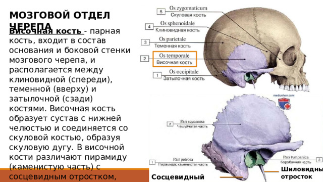 МОЗГОВОЙ ОТДЕЛ ЧЕРЕПА Височная кость - парная кость, входит в состав основания и боковой стенки мозгового черепа, и располагается между клиновидной (спереди), теменной (вверху) и затылочной (сзади) костями. Височная кость образует сустав с нижней челюстью и соединяется со скуловой костью, образуя скуловую дугу. В височной кости различают пирамиду (каменистую часть) с сосцевидным отростком, барабанную, и чешуйчатую части. Пирамида , или каменистая часть называется так вследствие твердости своего костного вещества и имеет форму трехгранной пирамиды. Внутри нее находится орган слуха и равновесия. Сосцевидный отросток , находится позади наружного слухового прохода и составляет заднюю часть височной кости. К нему крепятся мышцы шеи и лица. Шиловидный отросток также  служит для прикрепления связок и мышц. Шиловидный отросток Сосцевидный отросток  
