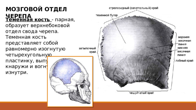 МОЗГОВОЙ ОТДЕЛ ЧЕРЕПА Теменная кость - парная, образует верхнебоковой отдел свода черепа. Теменная кость представляет собой равномерно изогнутую четырехугольную пластинку, выпуклую кнаружи и вогнутую изнутри. Три ее края зазубрены: лобный (передний) край, при помощи зубчатого шва соединяется с лобной костью, затылочный (задний) край, с затылочной костью, а верхний сагиттальный край соединяется с одноименной костью другой стороны. Четвертый чешуйчатый (нижний) край, косо срезан, прикрыт чешуей височной кости. Четырем краям соответствуют четыре угла: передневерхний лобный угол передненижний клиновидный угол, задневерхний затылочный угол и задненижний сосцевидный угол. В центре выпуклой наружной поверхности теменной кости выступает теменной бугор. Несколько ниже него имеются две изогнутые верхняя и нижняя височные линии, от которых начинаются одноименные фасция и мышца.  