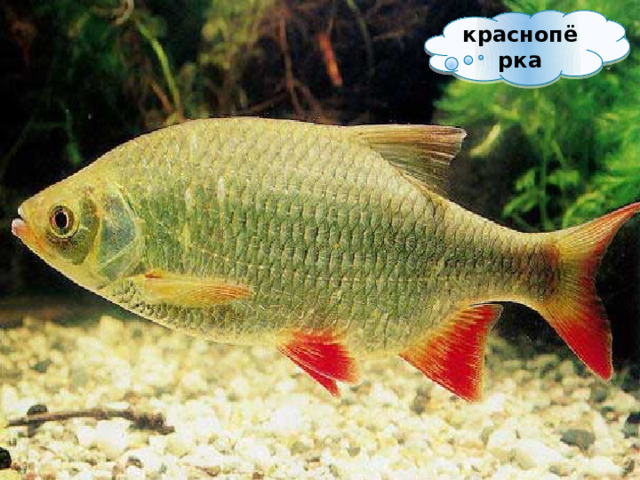 краснопёрка 