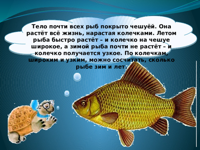  Тело почти всех рыб покрыто чешуёй. Она растёт всё жизнь, нарастая колечками. Летом рыба быстро растёт – и колечко на чешуе широкое, а зимой рыба почти не растёт – и колечко получается узкое. По колечкам, широким и узким, можно сосчитать, сколько рыбе зим и лет. 