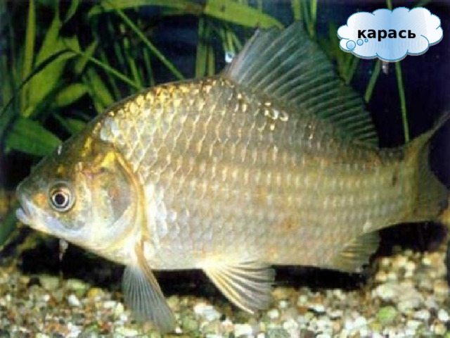 карась 
