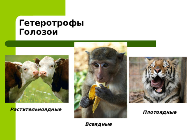Гетеротрофы  Голозои Растительноядные Плотоядные Всеядные 