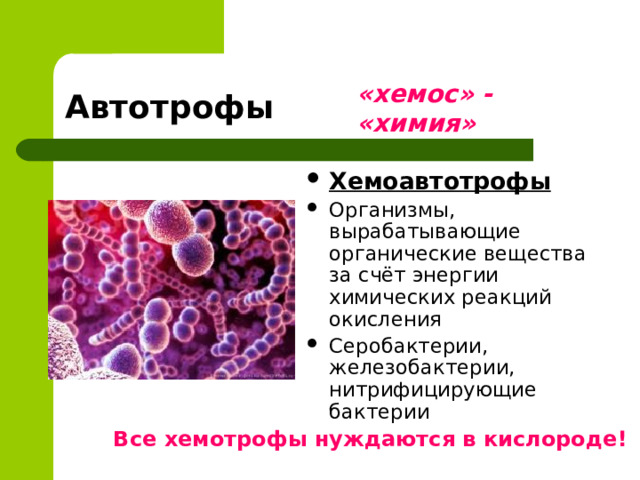 Автотрофы «хемос» - «химия» Хемоавтотрофы Организмы, вырабатывающие органические вещества за счёт энергии химических реакций окисления Серобактерии, железобактерии, нитрифицирующие бактерии  Все хемотрофы нуждаются в кислороде! 