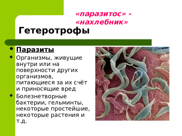 «паразитос» - «нахлебник» Гетеротрофы Паразиты Организмы, живущие внутри или на поверхности других организмов, питающиеся за их счёт и приносящие вред Болезнетворные бактерии, гельминты, некоторые простейшие, некоторые растения и т.д. 