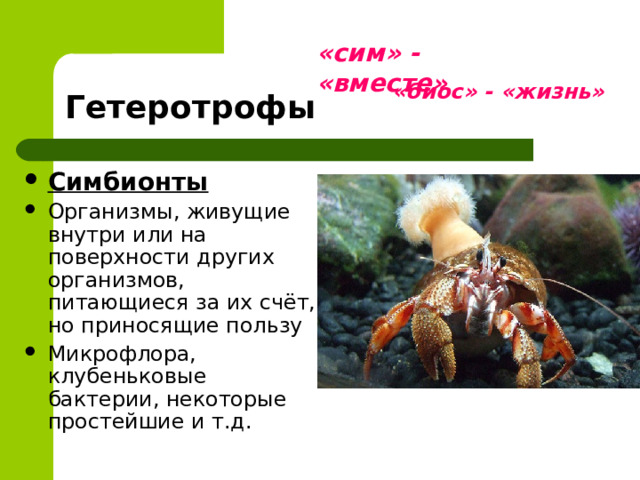 «сим» - «вместе» Гетеротрофы «биос» - «жизнь» Симбионты Организмы, живущие внутри или на поверхности других организмов, питающиеся за их счёт, но приносящие пользу Микрофлора, клубеньковые бактерии, некоторые простейшие и т.д. 