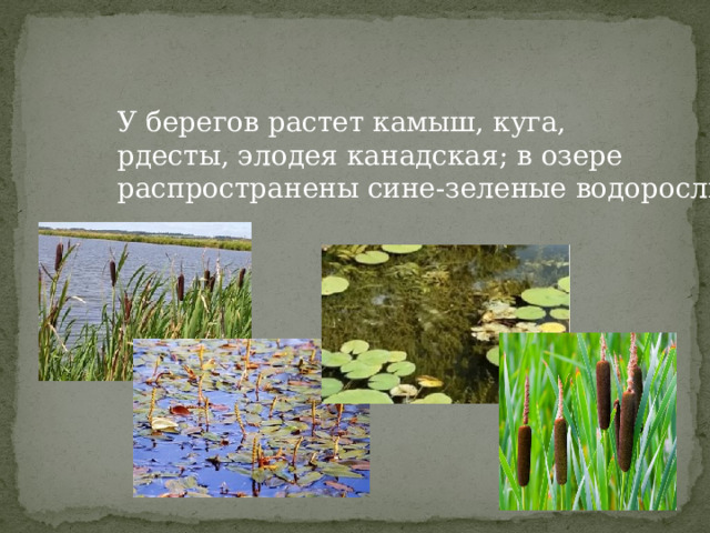 У берегов растет камыш, куга, рдесты, элодея канадская; в озере распространены сине-зеленые водоросли. 