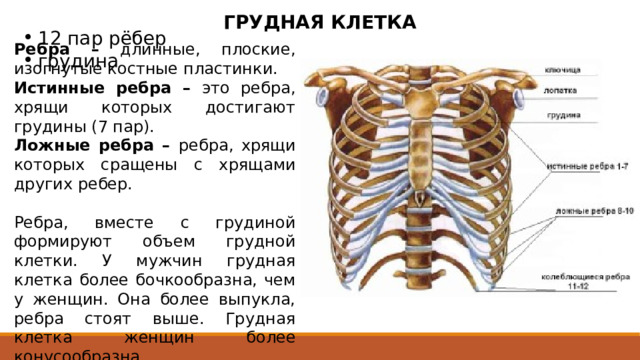 ГРУДНАЯ КЛЕТКА 12 пар рёбер грудина Ребра  – длинные, плоские, изогнутые костные пластинки. Истинные ребра – это ребра, хрящи которых достигают грудины (7 пар). Ложные ребра – ребра, хрящи которых сращены с хрящами других ребер. Ребра, вместе с грудиной формируют объем грудной клетки. У мужчин грудная клетка более бочкообразна, чем у женщин. Она более выпукла, ребра стоят выше. Грудная клетка женщин более конусообразна. Ребра являются изогнутыми костными, а в переднем отделе хрящевыми пластинками, расположенными справа и слева от грудных позвонков. Более длинная задняя костная часть ребра и более короткая передняя хрящевая часть - реберный хрящ. Семь пар верхних ребер хрящевыми частями соединяются с грудиной. Эти ребра называются истинными. Хрящи 8, 9, 10 ребер соединяются не с грудиной, а с хрящом вышележащего ребра. Поэтому эти ребра получили название ложных ребер. 11 и 12 ребра имеют короткие хрящевые части, которые заканчиваются в мышцах брюшной стенки. Эти ребра более подвижны, их называют колеблющимися.  