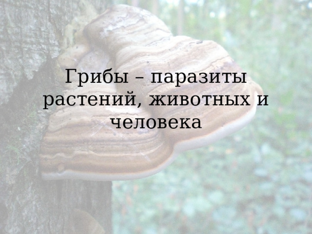 Грибы – паразиты растений, животных и человека 