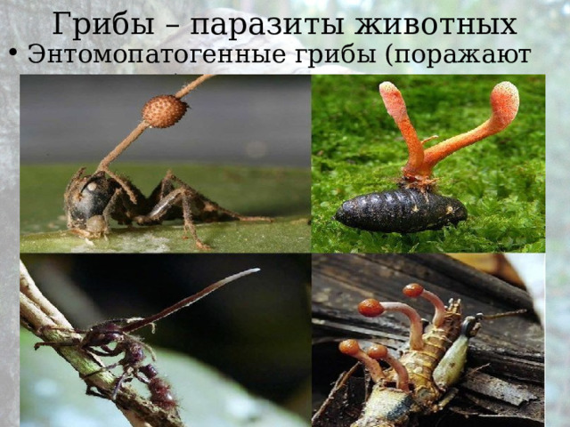 Грибы – паразиты животных Энтомопатогенные грибы (поражают насекомых) 