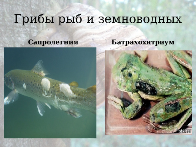 Грибы рыб и земноводных Сапролегния Батрахохитриум 